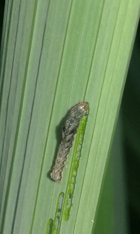 Noctuidae: bruco sottofamiglia Plusiinae? No, Axylia putris